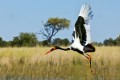 Saddle-billed Stork. Xugana Island Lodge, Okavango, Botswana.