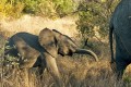 Baby-Elephant. Selati Camp, SabiSabi, South Africa.