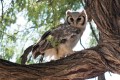 Giant Eagle Owl. Savute Safari Lodge, Chobe, Botswana.