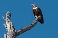 Hooded Vulture. Camp Moremi, Moremi, Botswana.