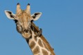 Giraffe.Savute Safari Lodge, Chobe, Botswana.