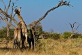 Giraffes. Savute Safari Lodge, Chobe, Botswana.