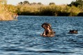 Hippos. Xugana Island Lodge, Okavango, Botswana.