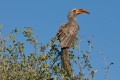 Bradfield's Hornbill. Savute Safari Lodge, Chobe, Botswana.