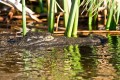 Young Nile Crocodile. Xugana Island Lodge, Okavango, Botswana.