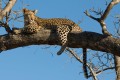 Leopard. Selati Camp, SabiSabi, South Africa.
