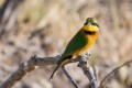 Little Bee-eater. Savute Safari Lodge, Chobe, Botswana.