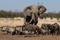 Elephant and Wildebeests. Savute Safari Lodge, Chobe, Bostwana.