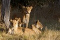 Lions. Camp Moremi, Moremi, Botswana.