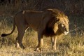 Lion.Camp Moremi, Moremi, Botswana.