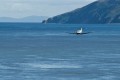 The Pilatus PC-12 of city banker Bruno L. Schroder flies low over the Sound of Islay.